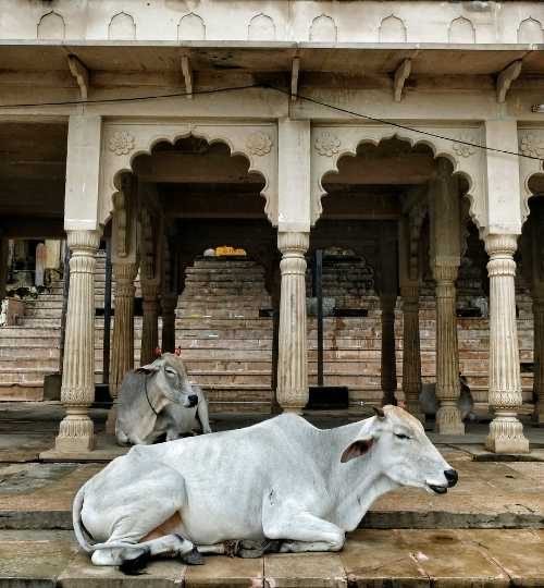pushkarwalk-img1